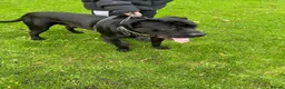 Cane Corso dogs for sale: X4 female cane corso  - Advert 23