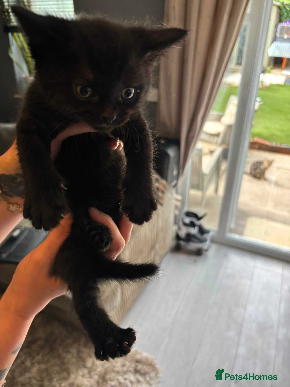 Mixed Breed Kitten 1