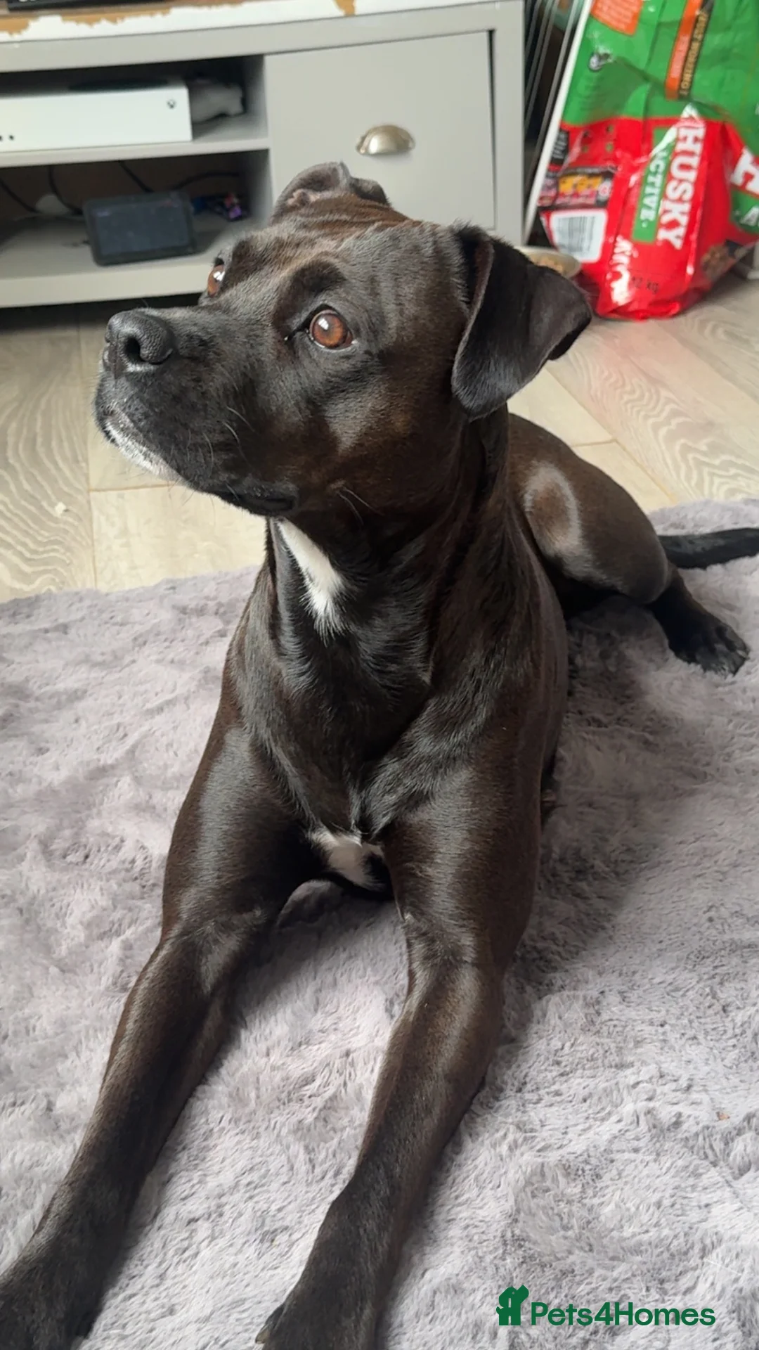 Mixed Breed dogs for sale: Staffy X Boxer - Advert 5