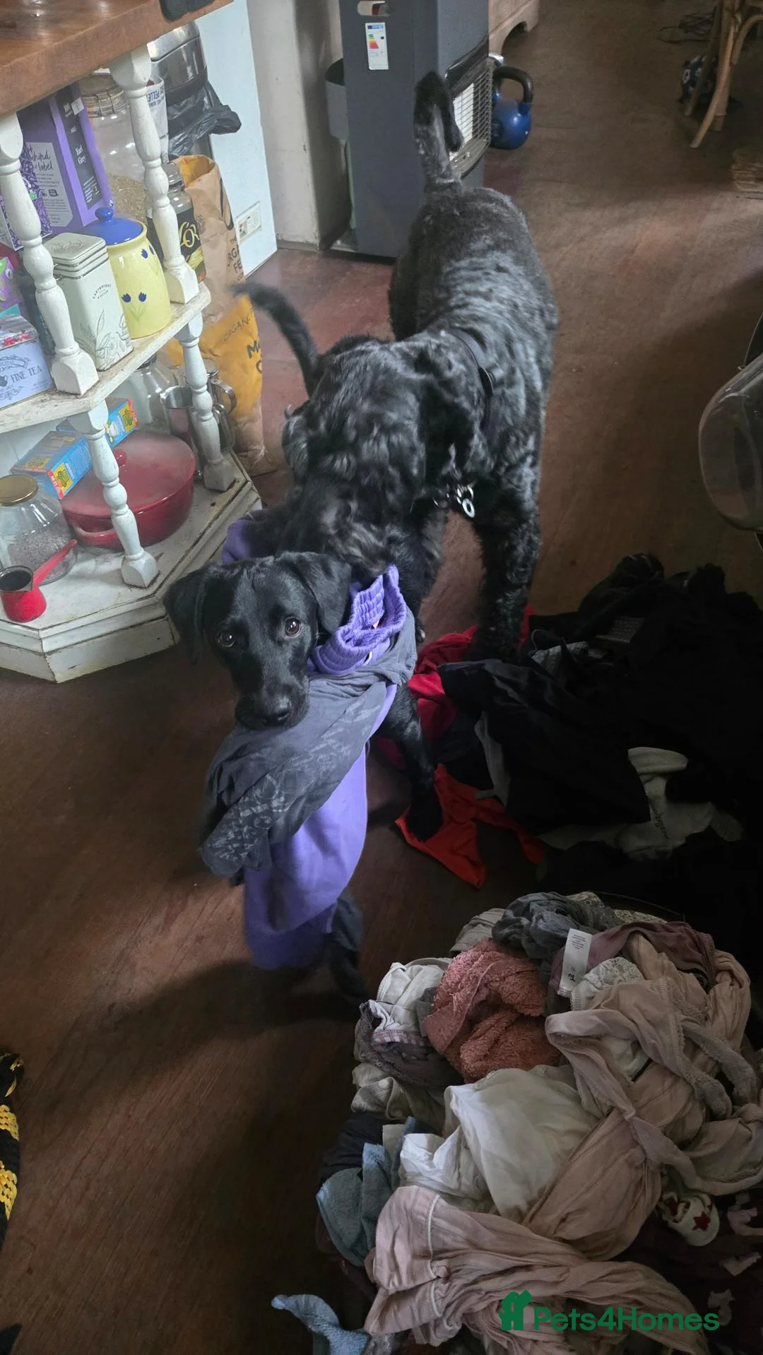 Mixed Breed dogs for sale: Intelligent Oscar mix breed labrador - Advert 3