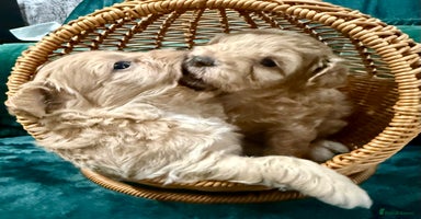 Maltipoo dogs F1 Beautiful Maltipool Puppies - Advert 10