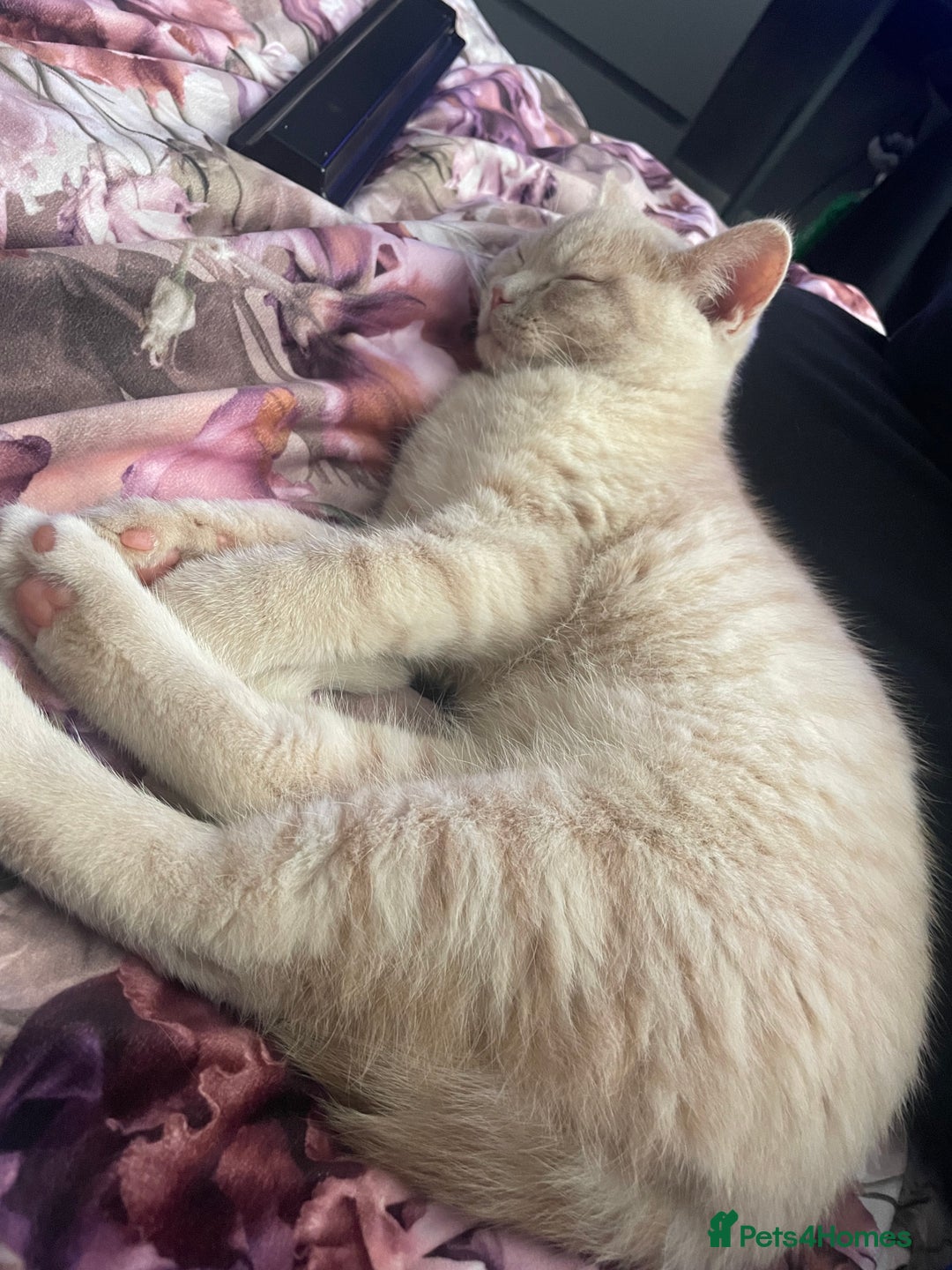 British Shorthair cats for sale: British shorthair cat - Advert 13