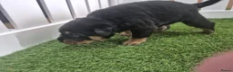 Rottweiler dogs for sale: Adorable, Confident, Chunky KC Rottie Pups  - Advert 6