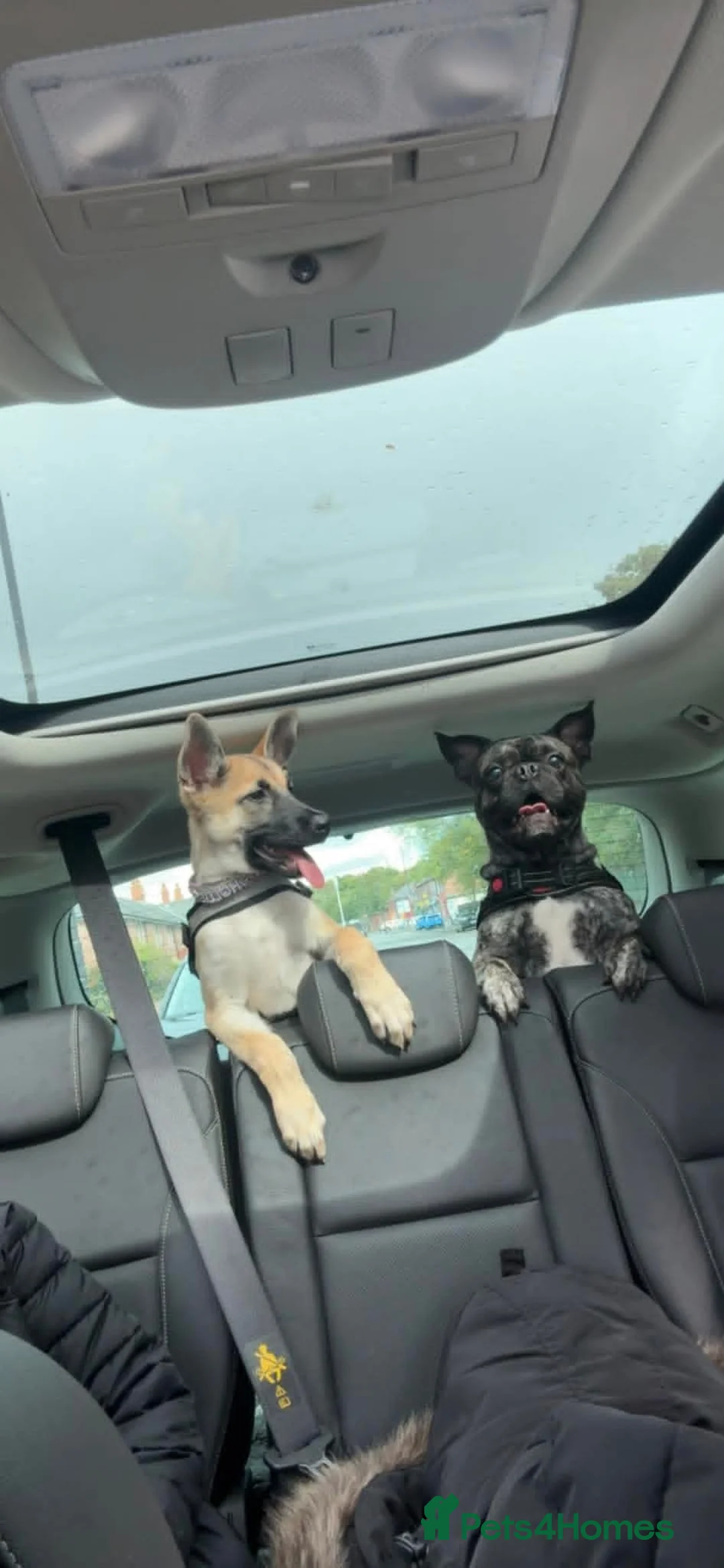 Shepsky dogs for sale: Shepsky for new home in Newcastle upon Tyne - Advert 2