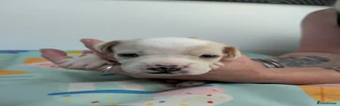 Mixed Breed 2