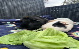 Guinea Pig rodents for sale: 4 lovely bonded boys Avalible 🩵 - Image 4