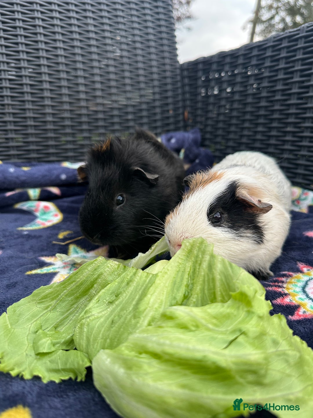 Guinea Pig rodents for sale: 4 lovely bonded boys Avalible 🩵 - Image 4