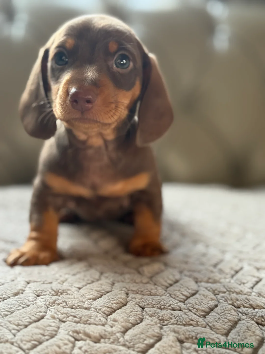 Miniature Dachshund dogs for sale: 🎀 SHOW QUALITY KC REGISTERED MALES AND FEMALES 🎀 - Advert 14