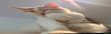 Norwegian Forest Cat 1