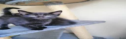 Mixed Breed cats for sale: wonderful kittens😻 - Advert 12