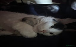Turkish Van cats for sale: 2 x boy kittens  - Image 9