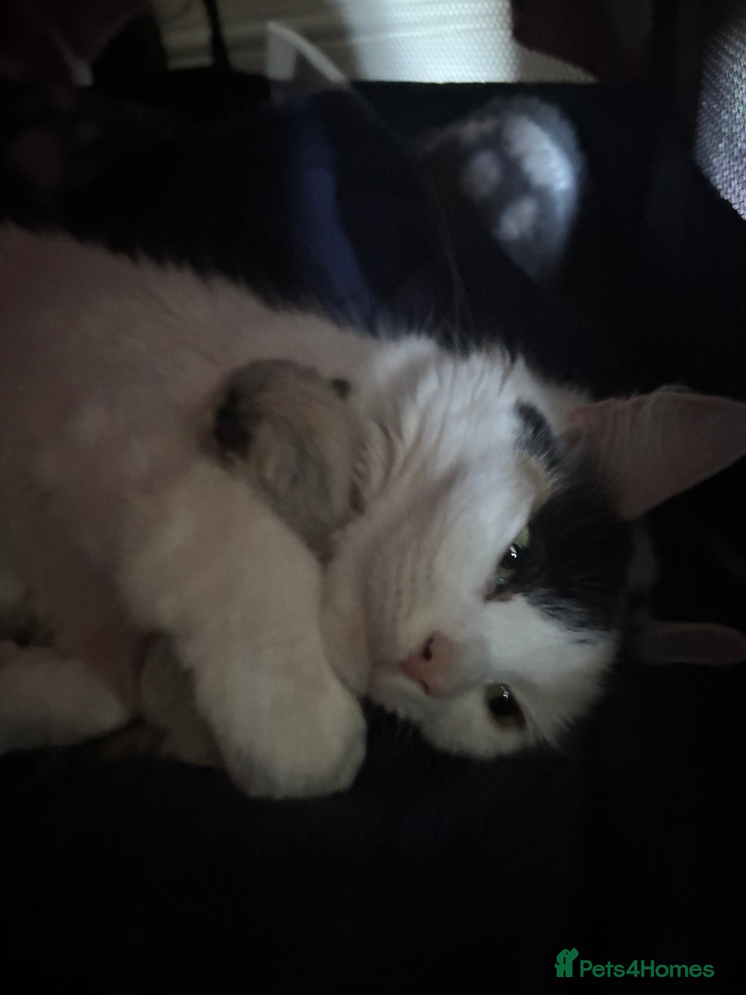 Turkish Van cats for sale: 2 x boy kittens  - Image 9