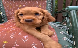 Cocker Spaniel dogs for sale: Gorgeous WCS pups - Image 14