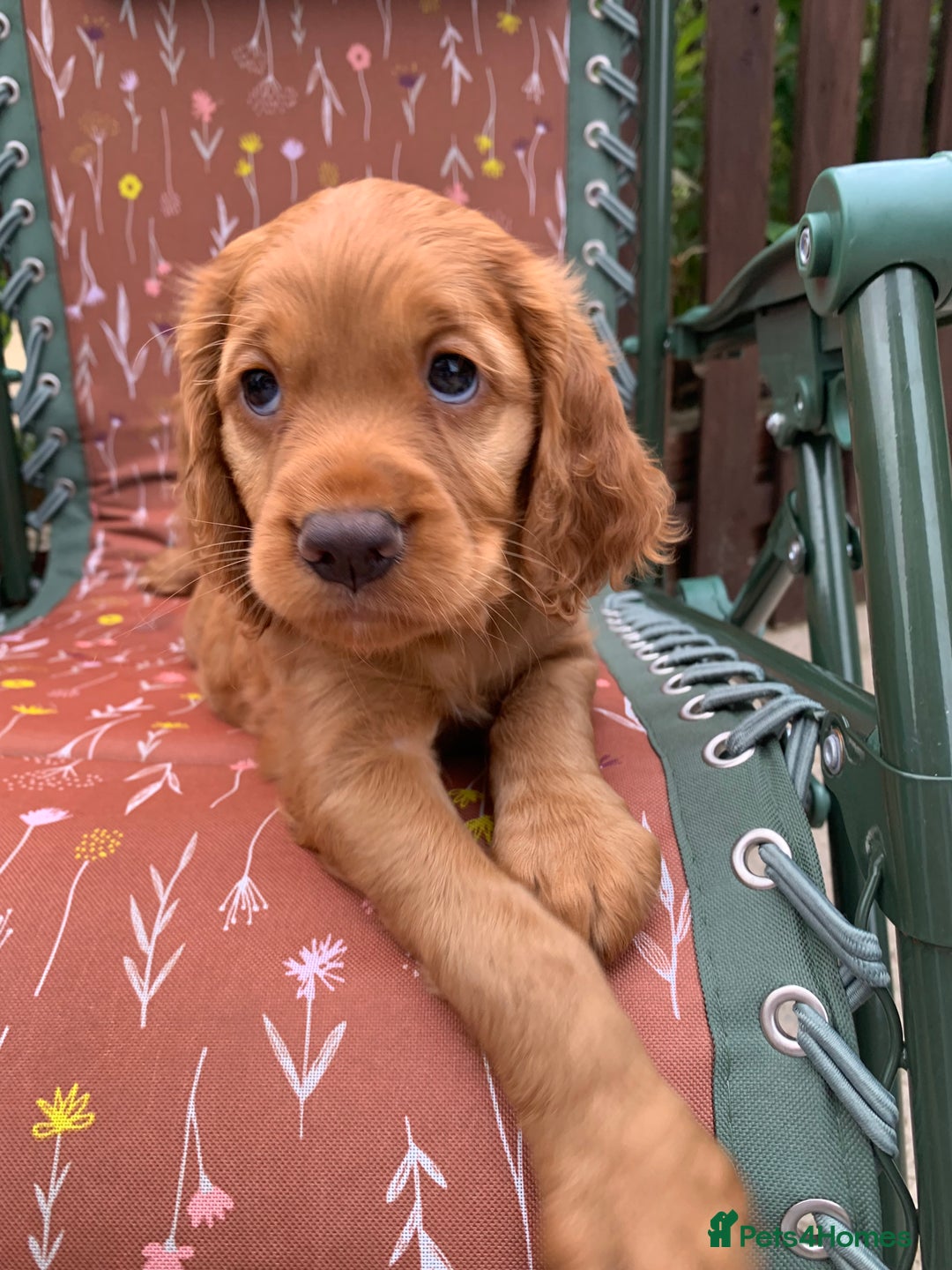 Cocker Spaniel dogs for sale: Gorgeous WCS pups - Image 14