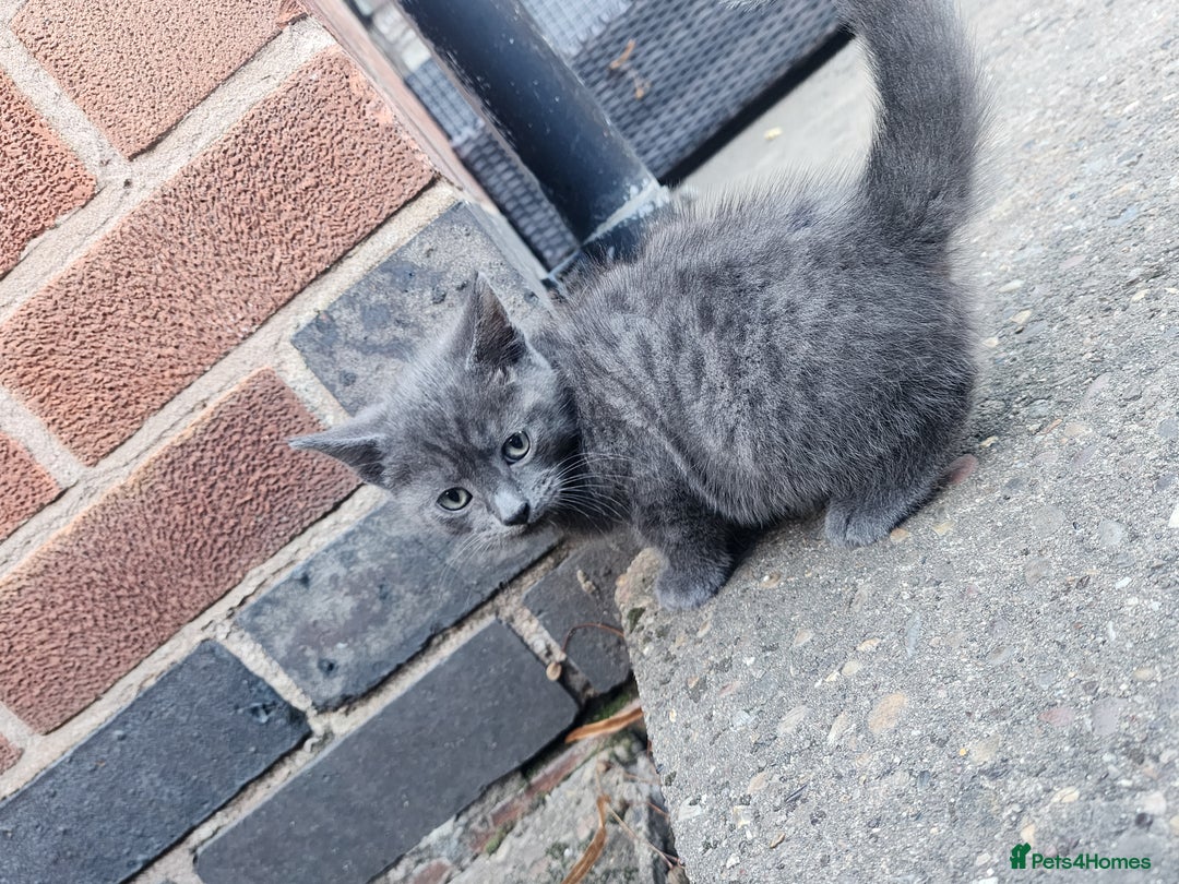 Mixed Breed cats for sale: British Shorthair mixed - Image 8