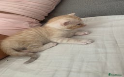 Domestic Shorthair cats for sale: White tabby males  - Image 5