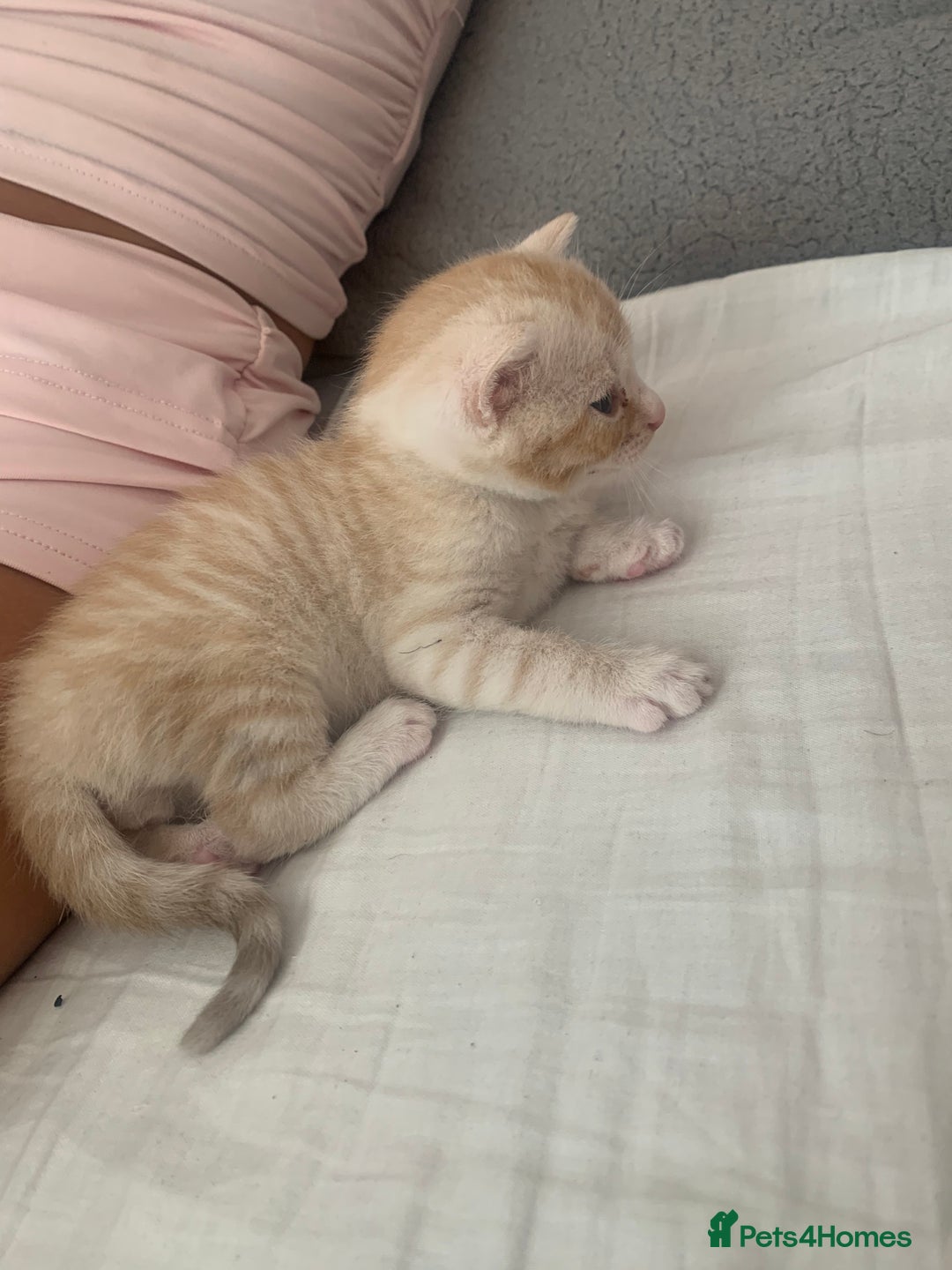 Domestic Shorthair cats for sale: White tabby males  - Image 5