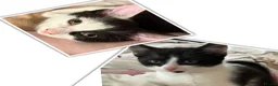 Mixed Breed cats for sale: 4 kittens from 2 queens  - Advert 1