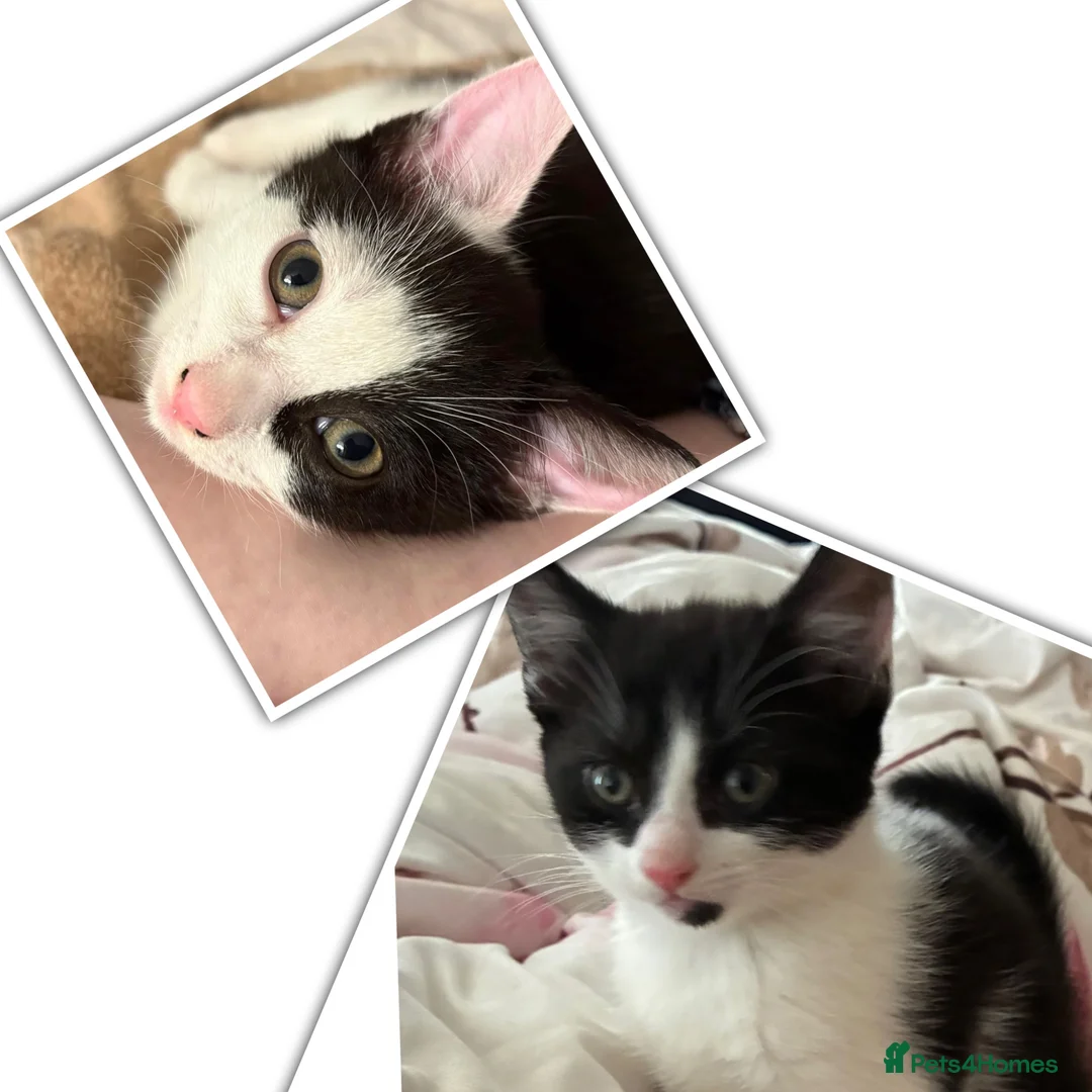 Mixed Breed cats for sale: 4 kittens from 2 queens  - Advert 1