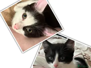 Mixed Breed cats 4 kittens from 2 queens - Advert 2