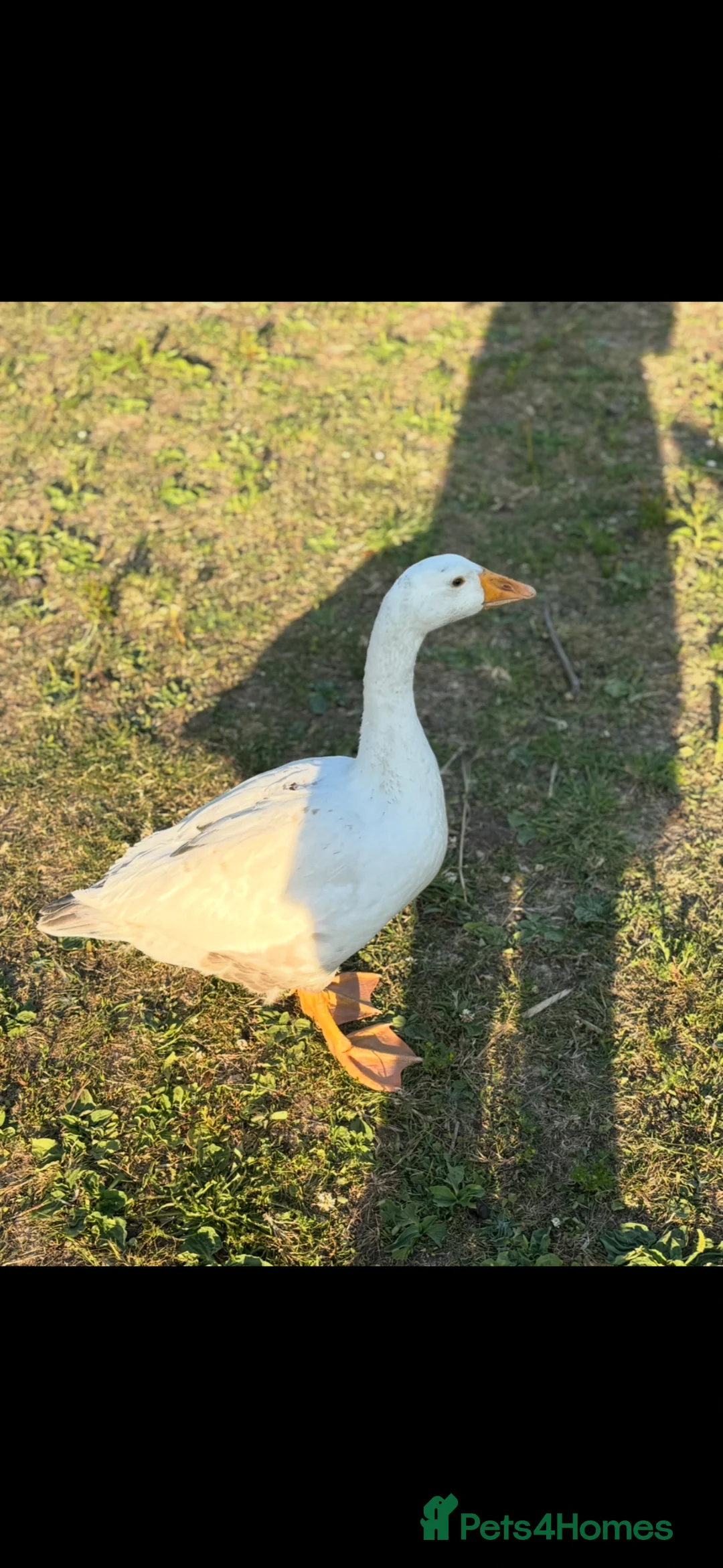Geese poultry for sale: Male embden goose  - Advert 2