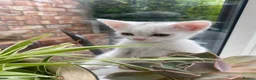 Mixed Breed cats for sale: 3 gorgeous white kittens 12 weeks old - Advert 26