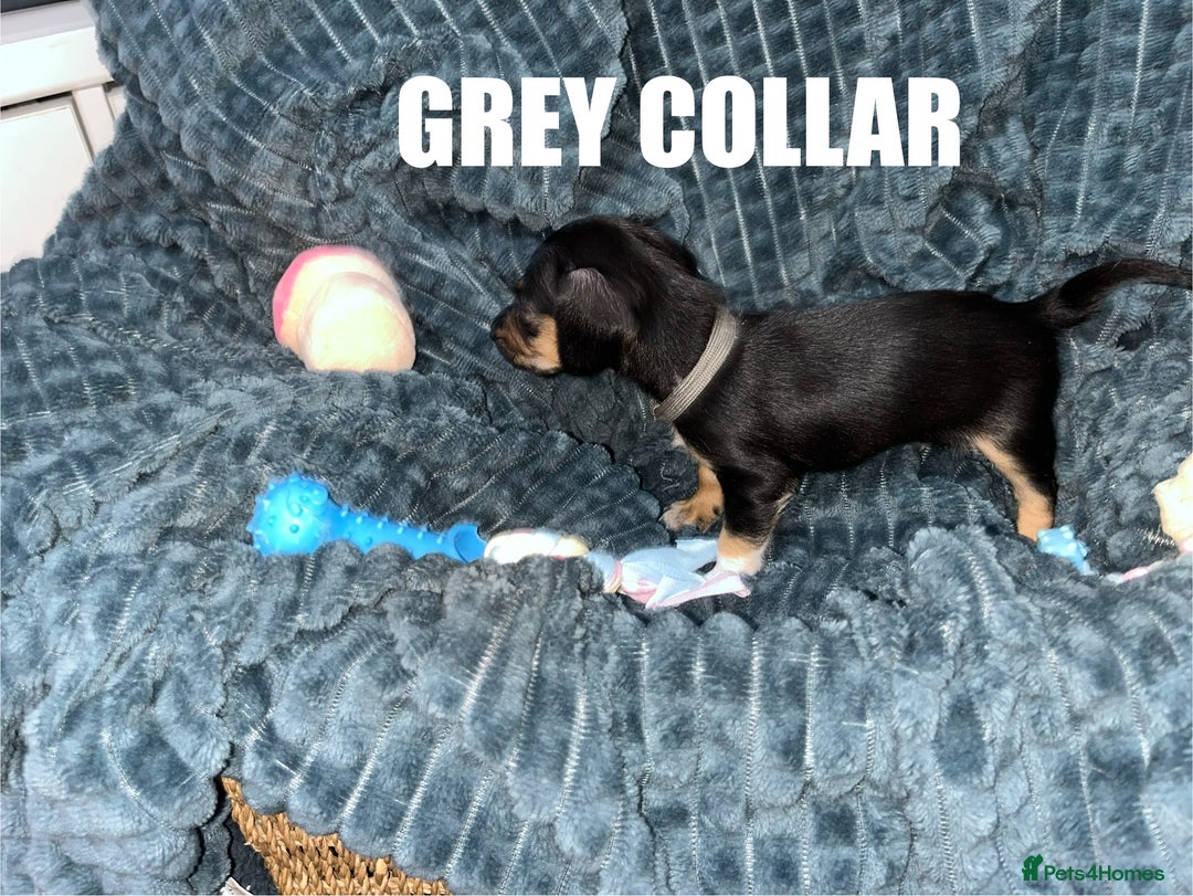Miniature Dachshund dogs for sale: Miniature Dachshunds looking for perfect Home - Image 4