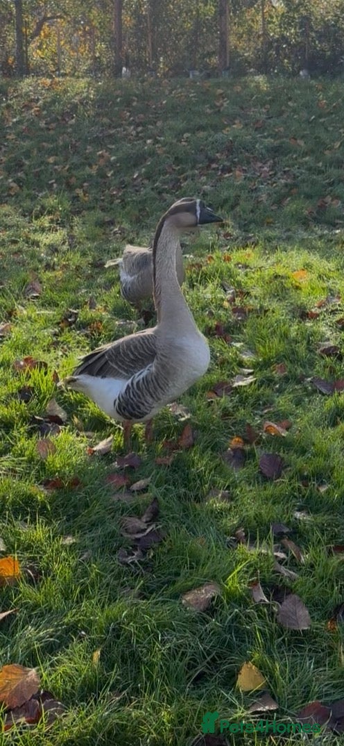 Geese poultry Chinese male Goose - Advert 17