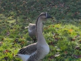 Geese poultry Chinese male Goose - Advert 1