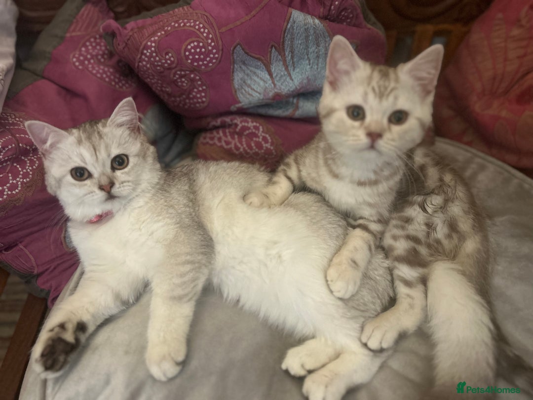 Scottish Fold cats for sale: Beautiful Scottish fold baby’s  in Reading - Image 25