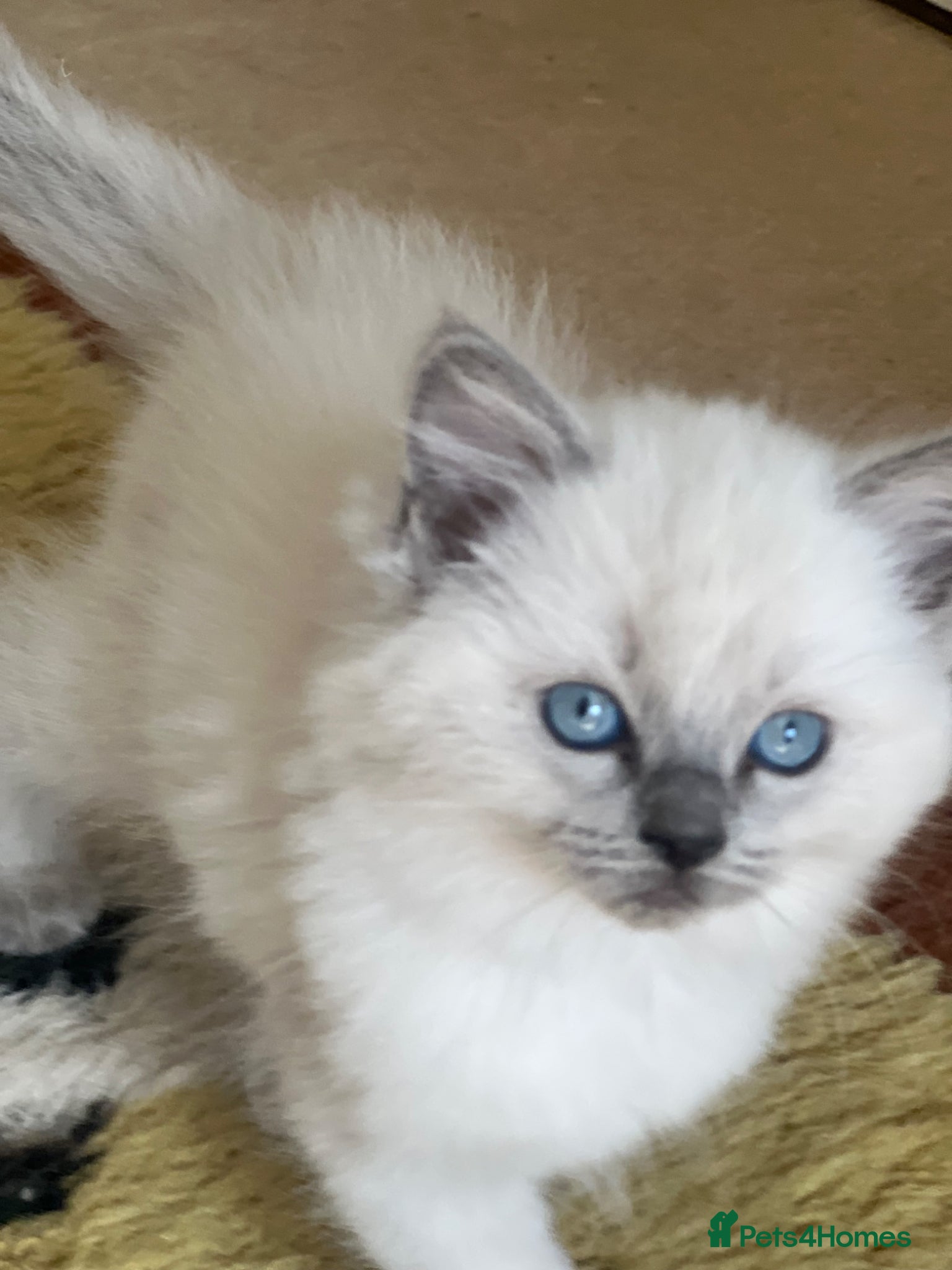 Ragdoll cats for sale: Beautiful blue pure ragdoll kittens - Advert 3