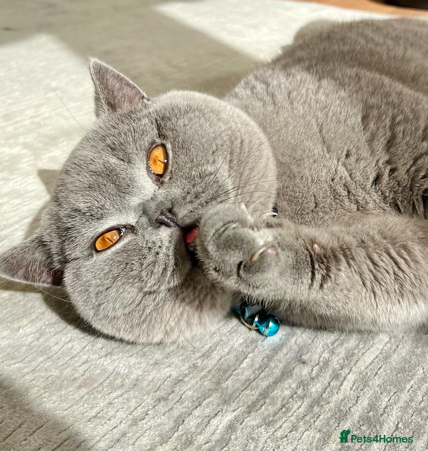 Blue Prince Cosmo