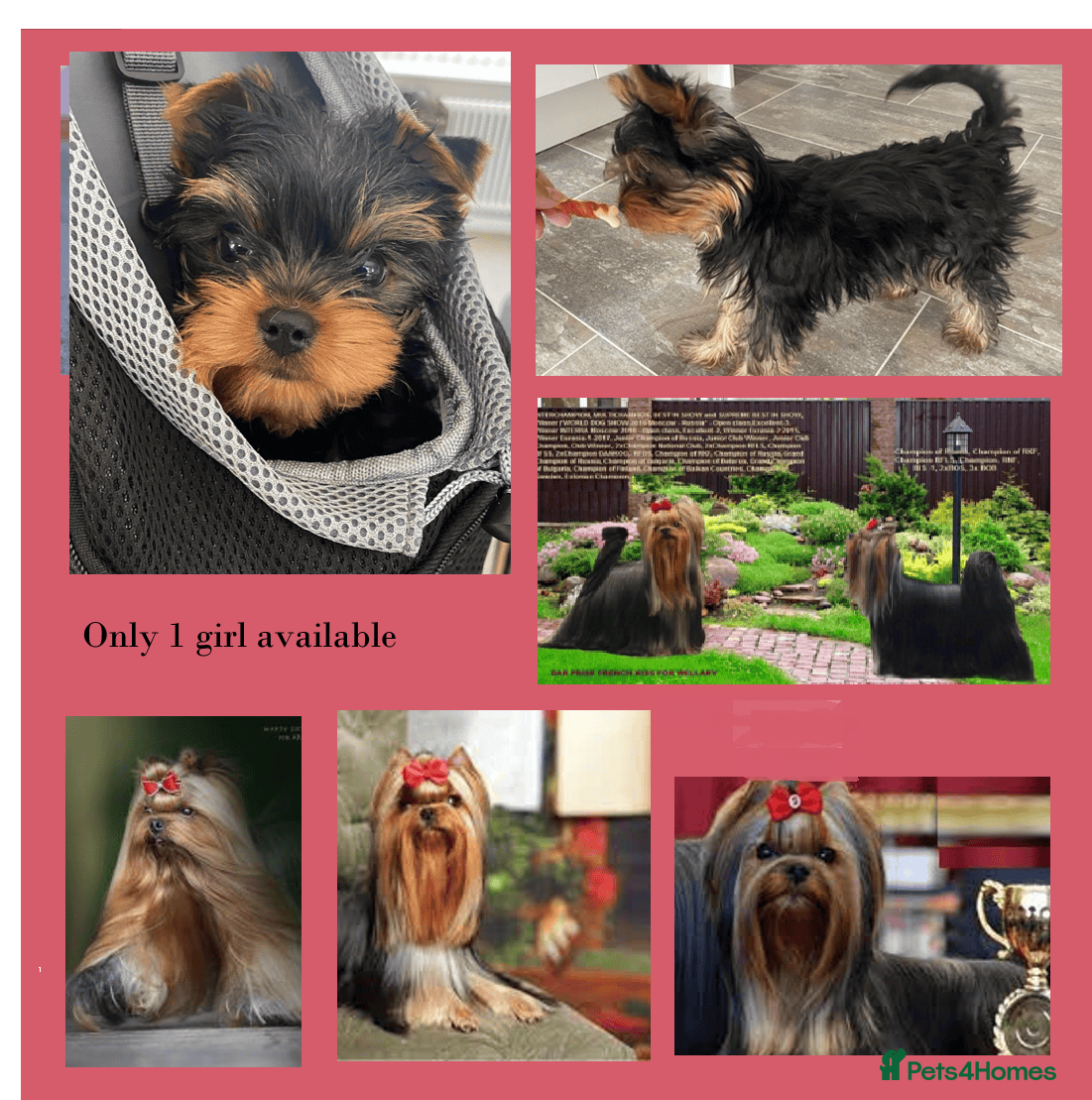 Yorkshire Terrier dogs Girl, 4 months, 17 Champions Bloodline - Advert 4