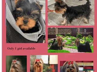Yorkshire Terrier dogs Girl, 4 months, 17 Champions Bloodline - Advert 4