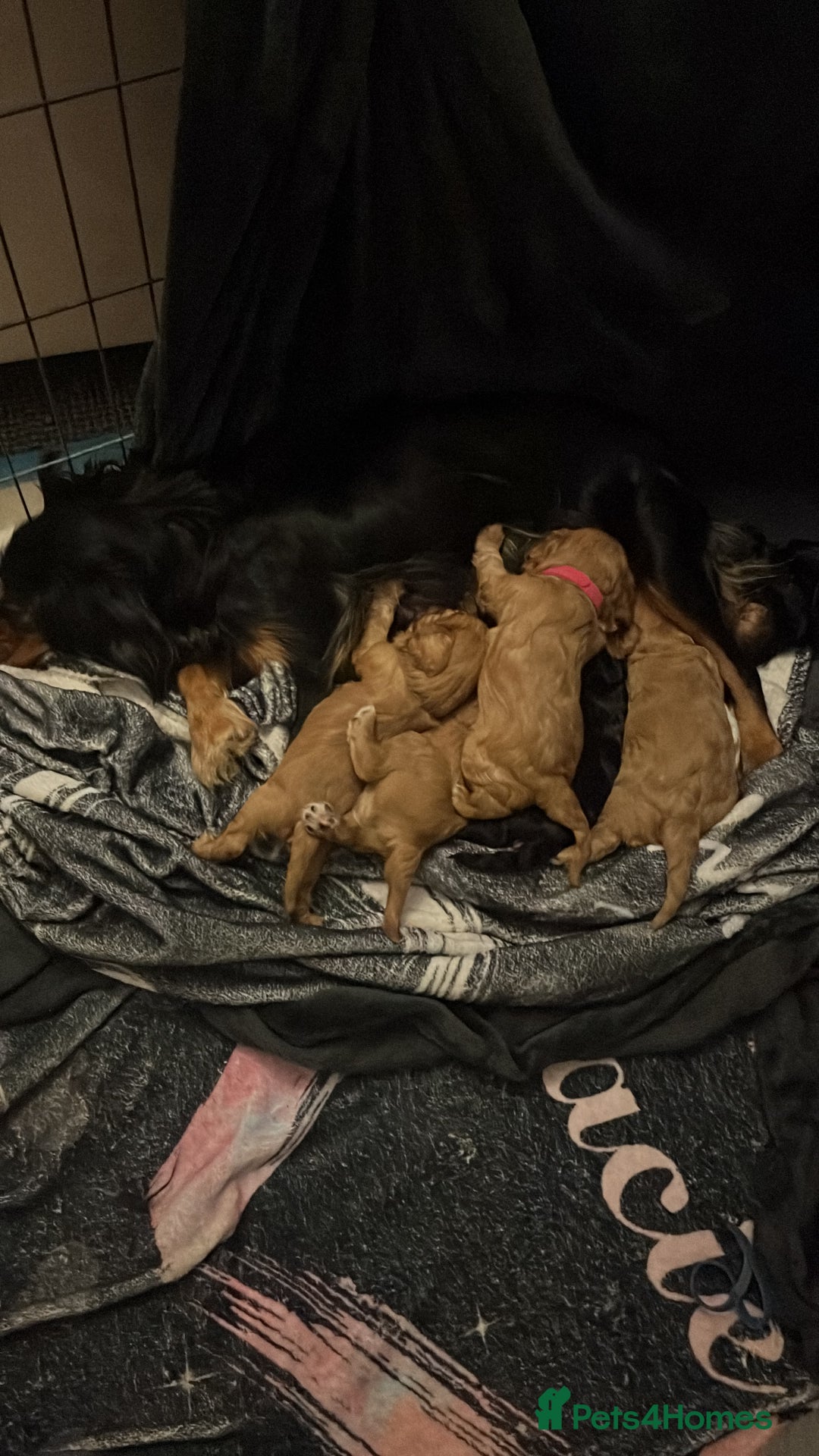 Cavalier King Charles Spaniel dogs for sale: 5 beautiful Cavalier King Charles puppies - Advert 15