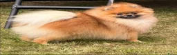 Pomeranian dogs for sale: Pomeranian female sale  - Advert 4