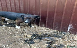 Mixed Breed dogs for adoption: Ronnie 3yr old munchkin!  - Image 3