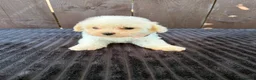Miniature Poodle dogs for sale: Miniature poodles 2 boys 2 girls  - Advert 25
