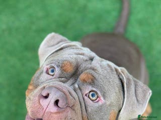 Olde English Bulldogge dogs Olde English Bulldogge for Stud - Winston in Thetford - Advert 5