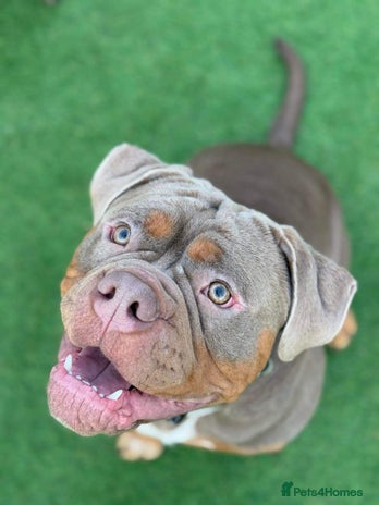 Olde English Bulldogge dogs Olde English Bulldogge for Stud - Winston in Thetford - Advert 6