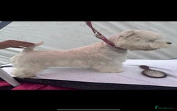 West Highland Terrier dogs for sale: Gorgeous pedigree westies, excellent bloodlines - Image 30