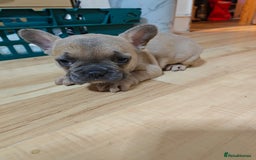 French Bulldog dogs for sale: Unique and Beautiful French bulldogs puppies  - Image 14