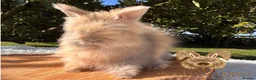Angora rabbits for sale: Fully Vaccinated Pedigree English Angoras  - Advert 13