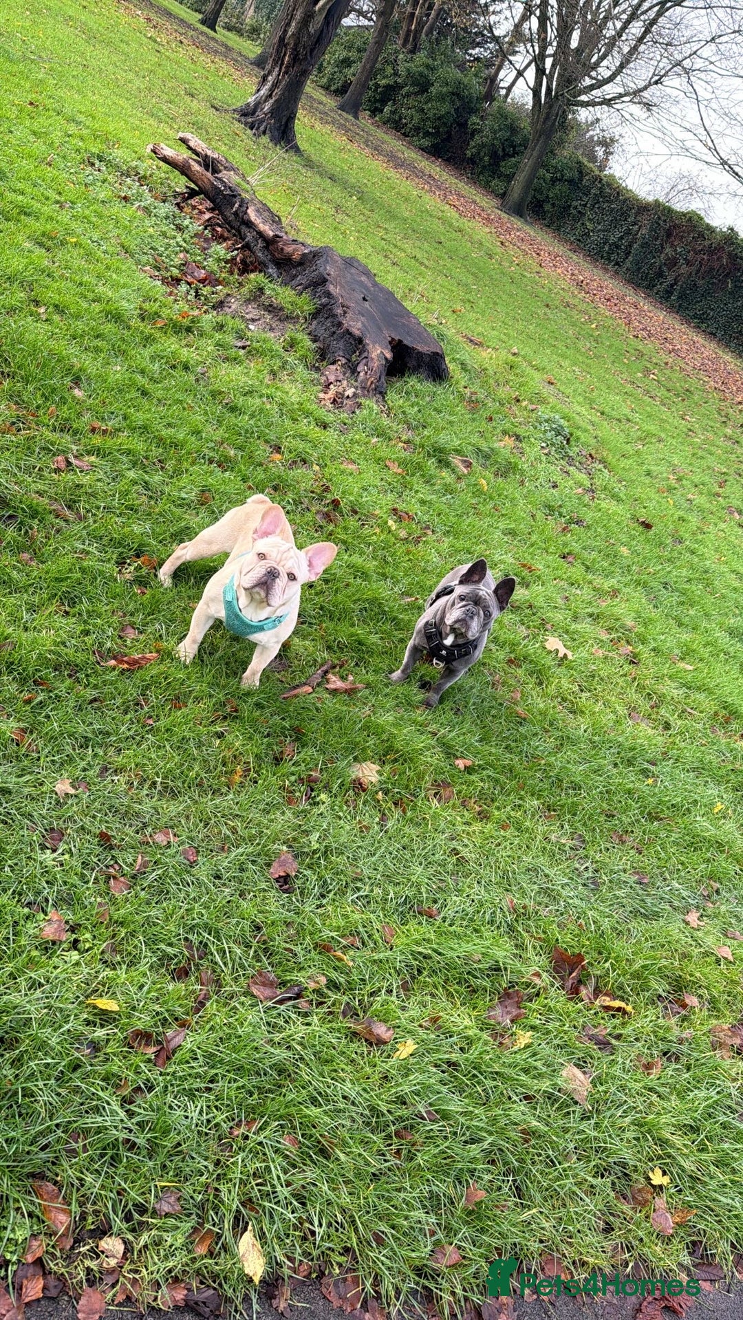 French Bulldog dogs for sale: French BullDog Boy - 7 Months Old  - Advert 3