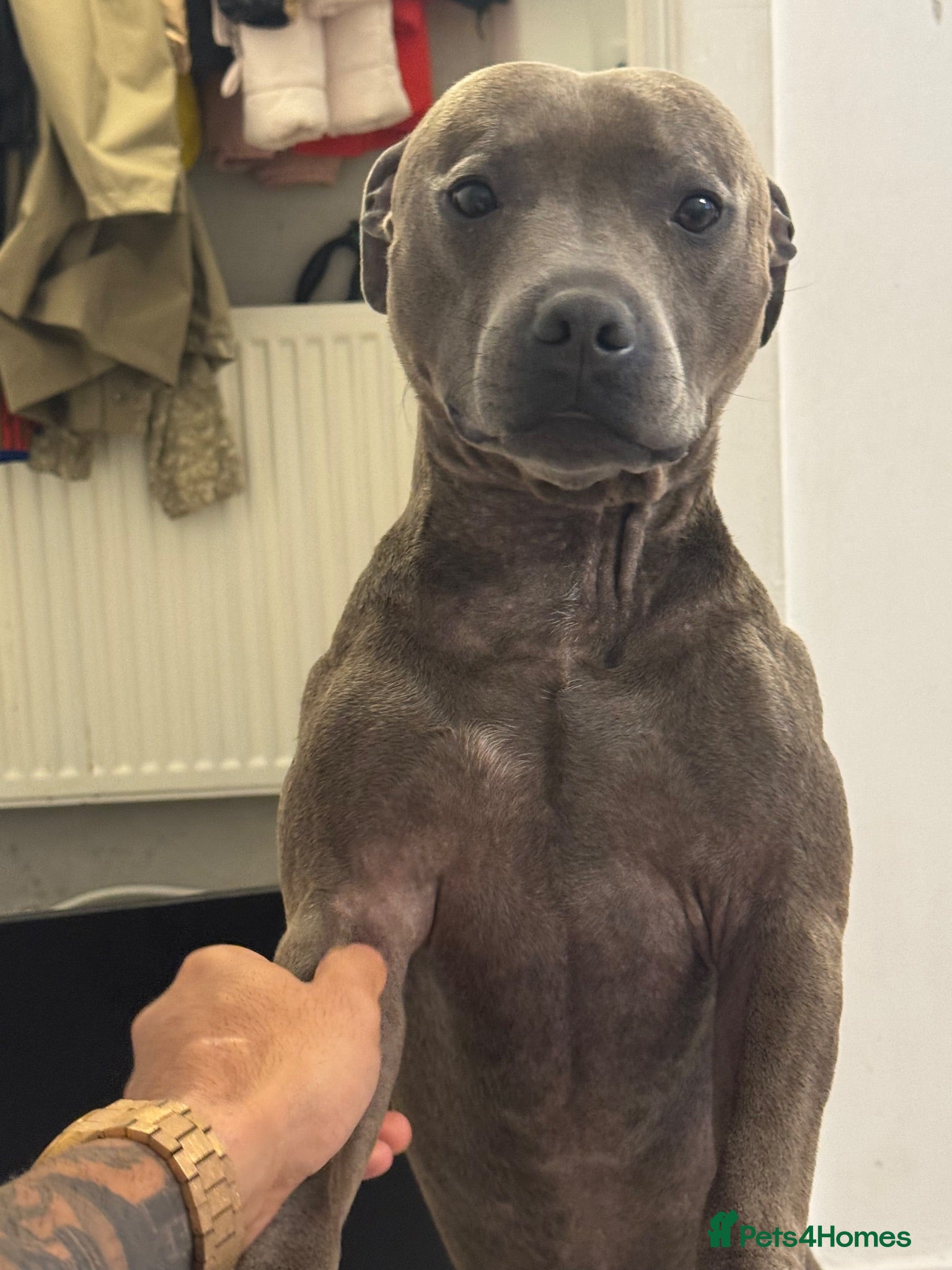 American Bull Staffy dogs  Proven Blue Staffy Stud - Health Tested - Oldham - Advert 1