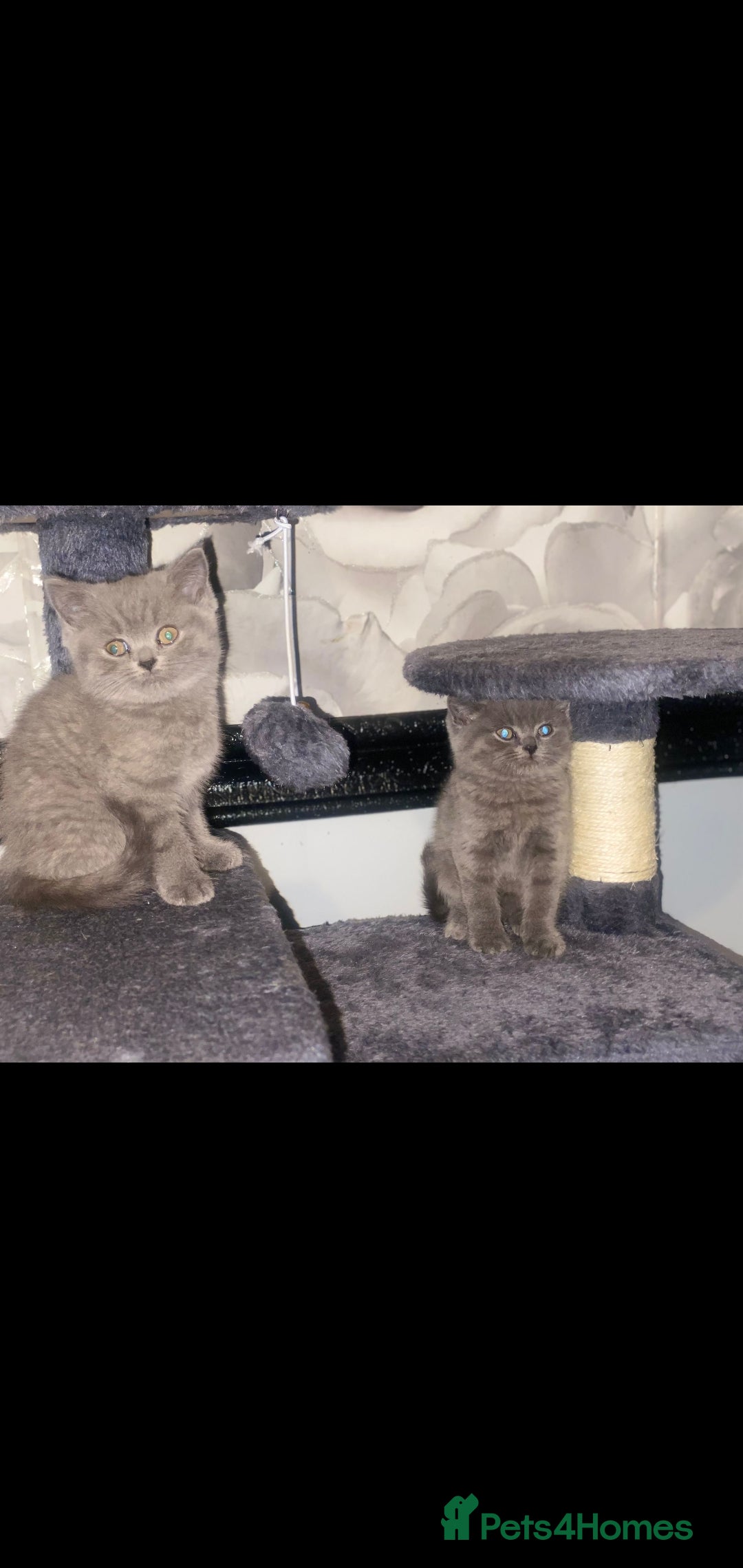 British Shorthair cats for sale: Beautiful Blue British Shorthair Kittens - Image 18