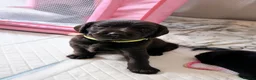 Labradoodle dogs for sale: Beautiful Labrador × Labradoodle Puppies  in Alfreton - Advert 19