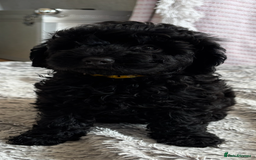 Cavapoo dogs for sale: 🐶 F1B CAVAPOOS 5* HEALTH CHECK 🐶 - Image 4