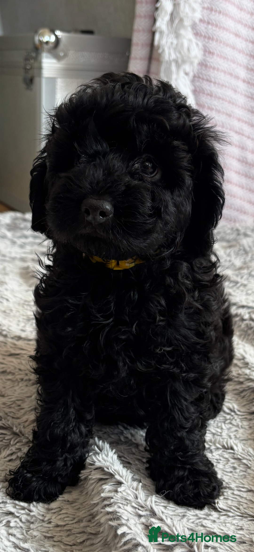 Cavapoo dogs for sale: 🐶 F1B CAVAPOOS 5* HEALTH CHECK 🐶 - Image 4