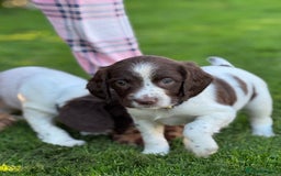 English Springer Spaniel dogs for sale: KC Registered Working Springer Spaniels  - Image 22